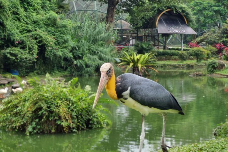 Potret satwa di Taman Burung TMII.