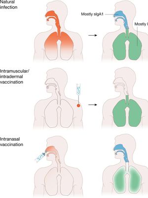 Ilustrasi peluang terinfeksi virus setelah divaksin di bahu dan proteksi saluran napas atas. Gambar diambil dari artikel yang ditulis F. Kramer dalam jurnal Nature 2020.