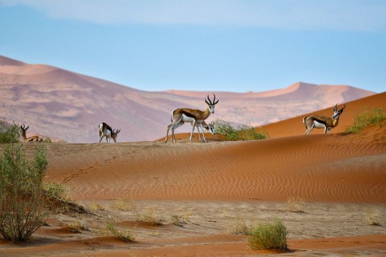 Sossusvlei Lodge DI Sesriem, Namibia.