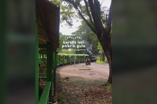 Cara Naik Kereta Lori Pabrik Gula Madukismo, Yogyakarta