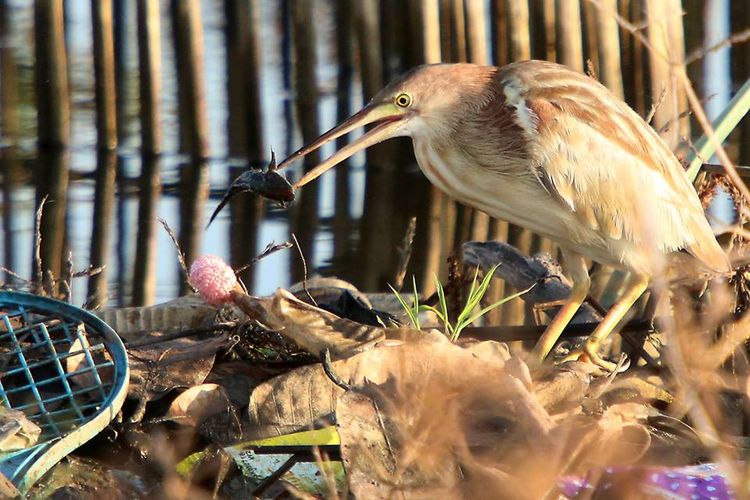 Seekor burung memakan ikan di antara sampah plastik di Danau Limboto, Gorontalo.