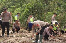 2.000 Batang Kayu Putih Ditanam di Lahan Bekas Tambang Ilegal