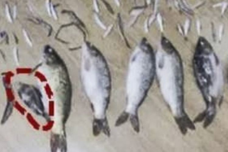 Seorang pria di China harus menjalani hukuman tiga tahun penjara karena telah menangkap dan membunuh seekor ikan kecil langka. (SCMP)