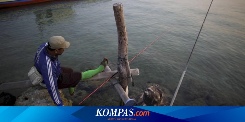Geliat Baronang Dari Pulau Lancang Halaman All Kompas Com