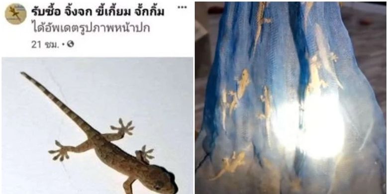 Thai Netizens Many Sell Lizards for the Price of Rp 138,000 Per Kg