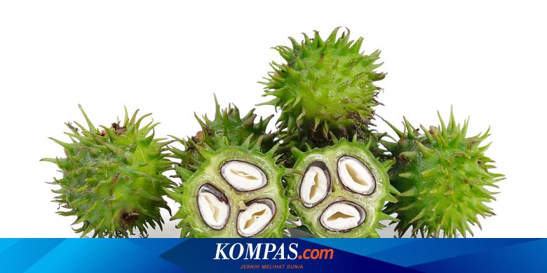 Kegiatan ekonomi apa yang dapat dilakukan dengan adanya tanaman jarak