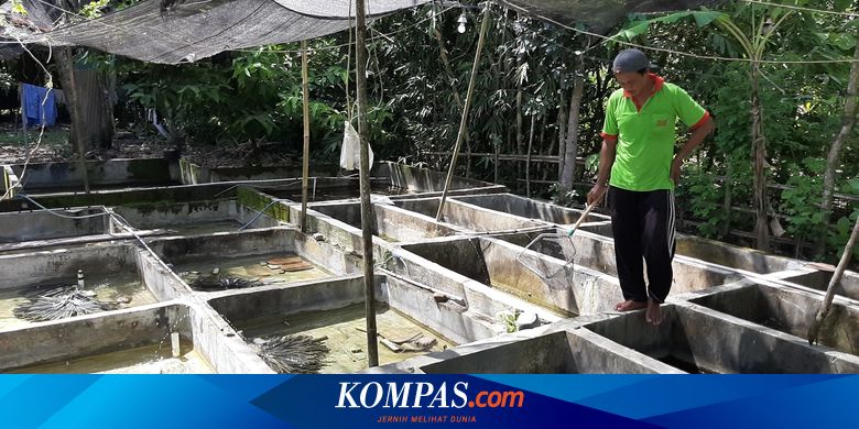 7 Panduan Budidaya Lobster Air Tawar, dari Memilih Wadah hingga Panen - Vimarsana News