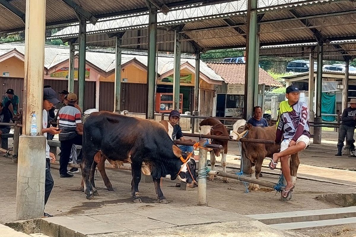 PMK Merebak, Kunjungan dan Harga Sapi di Pasar Pon Ambarawa Turun