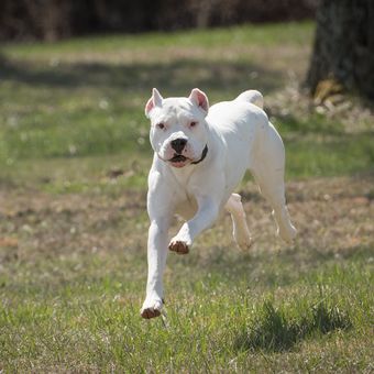 Deskripsi anjing Toco Argentino.