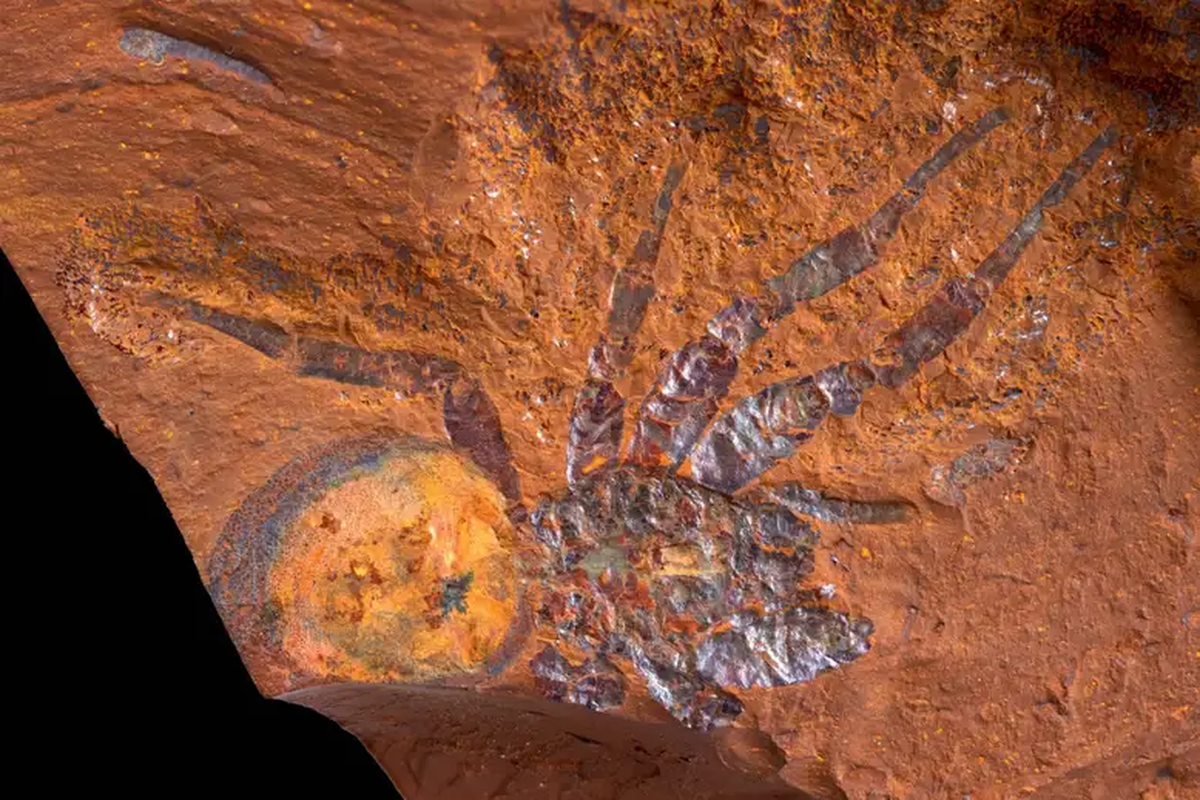 Fossil laba-laba mygalomorph yang ditemukan di situs McGraths Flat, Australia

