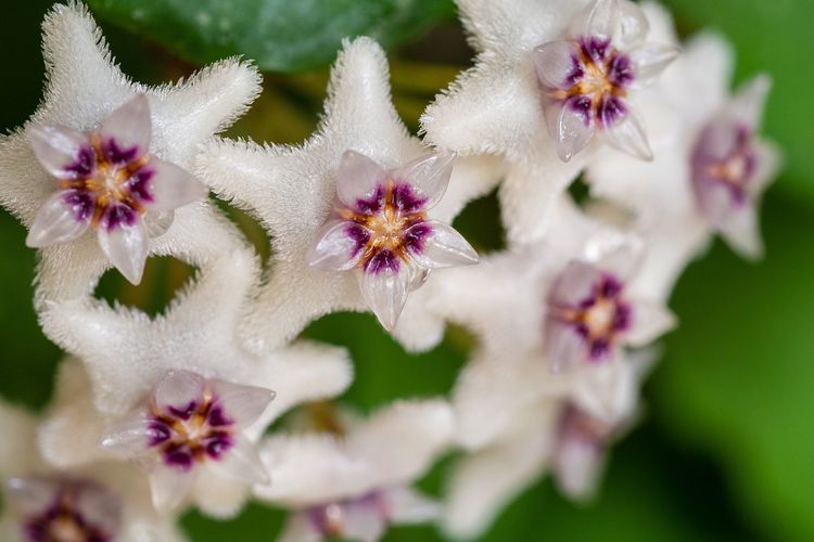 Ilustrasi tanaman bunga Hoya. 