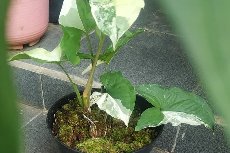 Lumut yang diletakkan di atas media tanam tanaman