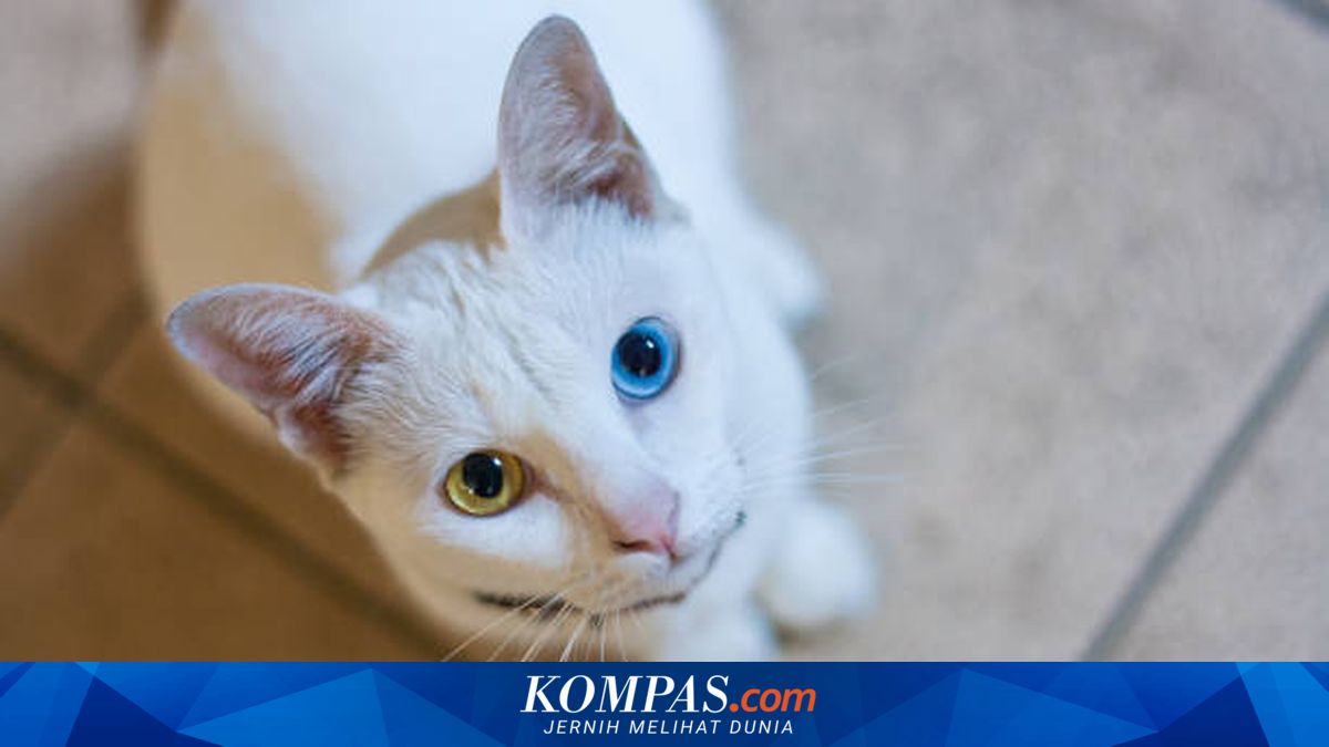 Thailand Tetapkan 5 Ras Kucing sebagai Hewan Peliharaan Nasional ...