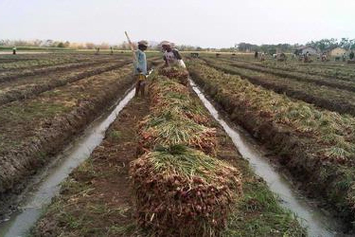 Sejunlah petani di Desa Jatirokeh, Kecamatan Songgom, Kabupaten Brebes, Rabu (12/10/2011), sedang memanen bawang merah, yang dalam sepekan terakhir harganya naik dari Rp 6.000 per kilogram menjadi Rp 7.000 hingga Rp 8.000 per kilogram.