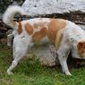 Begini Cara dan Tempat Terbaik untuk Membuang Kotoran Anjing