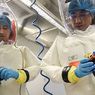 Lab di Wuhan Punya 3 Jenis Virus Corona dari Kelelawar