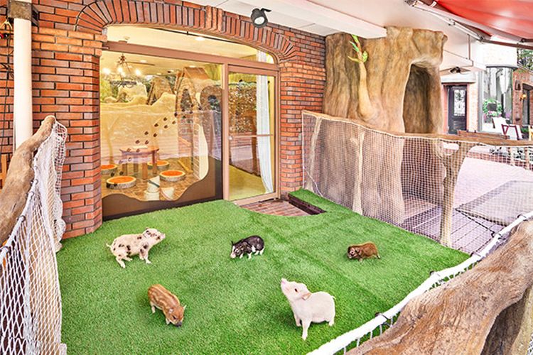 Kafe micro pig pertama di Jepang bernama Mipig Cafe. Lokasinya berada di Shibuya, Tokyo.
