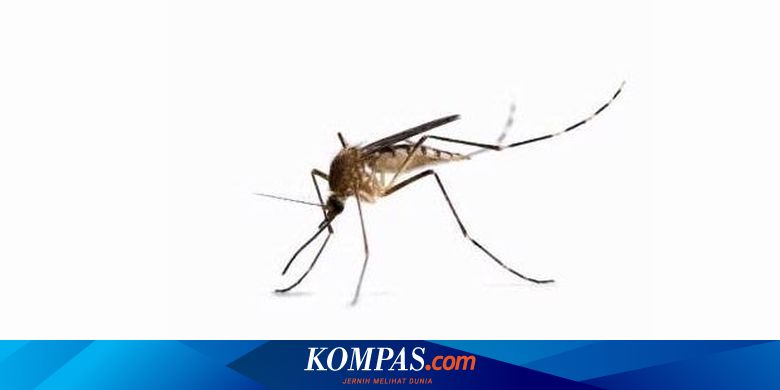 Bersih Bersih Tiap Jumat Agar Bebas Jentik