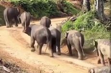 Evakuasi Sayap Pesawat Nyangkut di Bogor Imbas Puting Beliung Tunggu Alat Berat