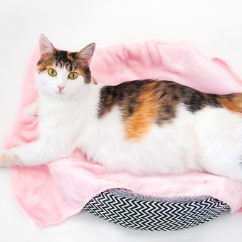 Menurut dokter, kucing betina tak mengalami menstruasi. Jika ada darah keluar dari vagina, bisa jadi kucing mengalami keguguran.