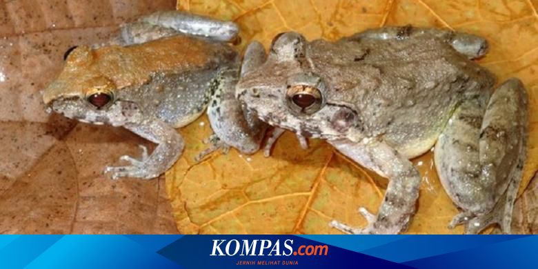 Katak Baru Dari Sulawesi Mengejutkan Dunia Karena Bisa Melahirkan Halaman All Kompas Com