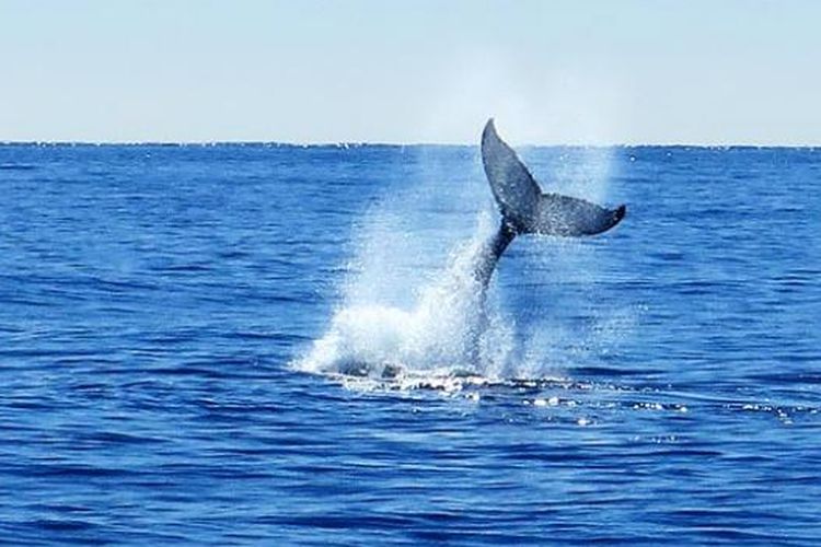 Kibasan ekor paus sperma (sperm whale, Physeter macrocephalus) di perairan Kaikoura.