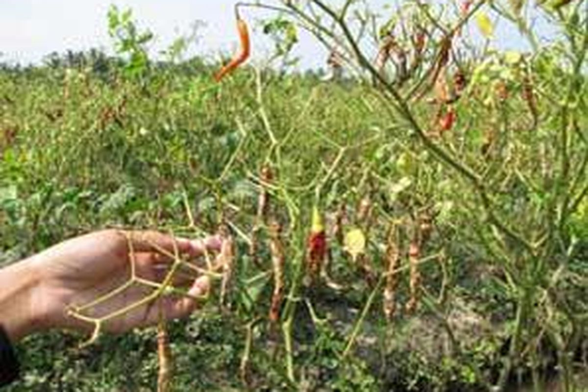 Puluhan hektar tanaman cabai di Desa Srigading, Sanden, Bantul terserang penyakit keket. Cabai menjadi kering sehingga petani tak bisa memanennya, Rabu (5/9). Petani memilih mencabutnya dan menggantinya dengan bawang merah.