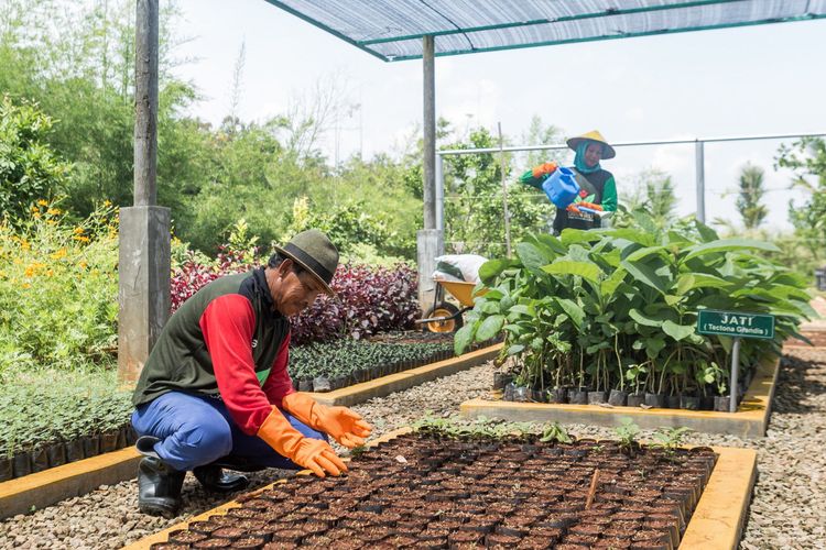 Petani green belt melakukan pembibitan tanaman jati di area green house Eco Park Kambang Semi, untuk reklamasi lahan pasca tambang SIG di Pabrik Tuban, Jawa Timur.