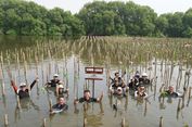 Menarini Indonesia Tanam 1.600 Pohon Mangrove di Pesisir Utara Jawa