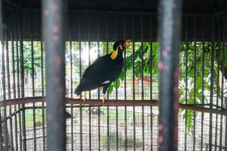 Burung beo yang rajin berkicau di mini zoo rumah dinas wali Kota Pangkalpinang, Minggu (14/5/2023).