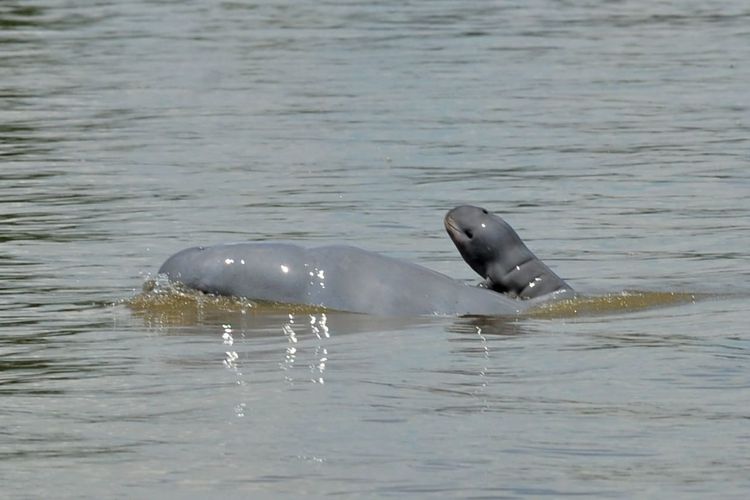 Dua ekor pesut mahakam saat tertangkap kamera di wilayah perairan Sungai Mahakam Kutai Kertanegara, Kaltim. 