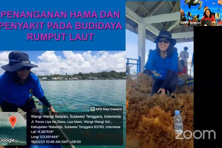 Kementerian KP melalui Badan Riset dan Sumber Daya Manusia Kelautan dan Perikanan (BRSDM) menggear pelatihan bertajuk Penanganan Hama Penyakit pada Budidaya Rumput Laut yang digelar secara daring.