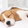 6 Posisi Tidur Anjing dan Artinya 