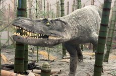 Mengapa Tidak Ikut Punah? Ini Rahasia Buaya Bertahan sejak Zaman Dinosaurus