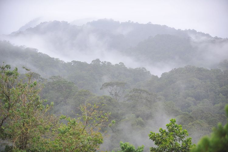 Hutan hujan tropis Taman Nasional Bukit Baka-Bukit Raya di Kabupaten Melawi di perbatasan Kalimantan Tengah dan Kalimantan Barat masih tampak lestari, 21-09-2012. Saat ini semakin jarang ditemui hutan hujan tropis yang masih perawan. Ini terjadi karena maraknya penebangan hutan yang tidak disertai dengan pemuliaan hutan secara kontinyu  dan terprogram. 