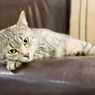 Penyebab Kucing Pincang dan Cara Mengobatinya 