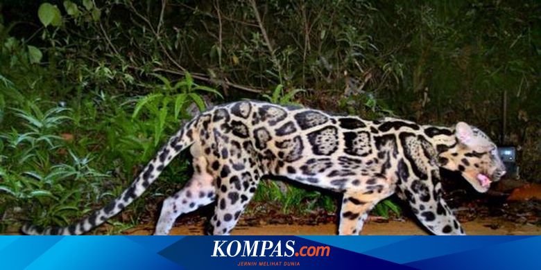 Ternyata Ada 2 Spesies Macan Dahan Sunda
