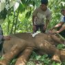Terkena Jerat, Belalai Bayi Gajah di Aceh Terluka Parah
