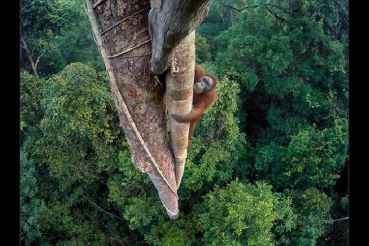 Ilustrasi orangutan