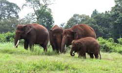 Gajah Bisa Jadi Kunci Selamatkan Planet dari Dampak Perubahan Iklim
