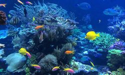 Ukuran Ikan di Laut Menciut karena Pemanasan Global, Apa Dampaknya?