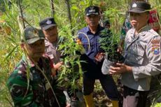 Cari Korban Longsor Lumajang, Relawan Malah Temukan 3 Polybag Tanaman Diduga Ganja