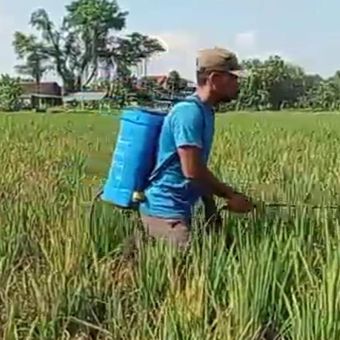 SEMPROT—Seorang petani di Kecamatan Sawahan, Kabupaten Madiun, Jawa Timur menyemprot tanaman padi dengan pestisida setelah hama wereng coklat menyerang dalam dua pekan terakhir. 