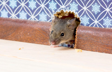 Ilustrasi tikus di rumah. Suara ultrasonik disebut ampuh mengusir tikus.