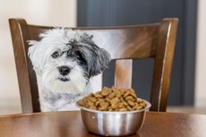 Bahaya Anjing Makan Terlalu Cepat dan Cara Mengatasinya