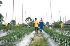 Program Permata Borneo, Upaya Anak Usaha Pertamina Ajak Masyarakat Pulihkan Hutan di Kutai Timur