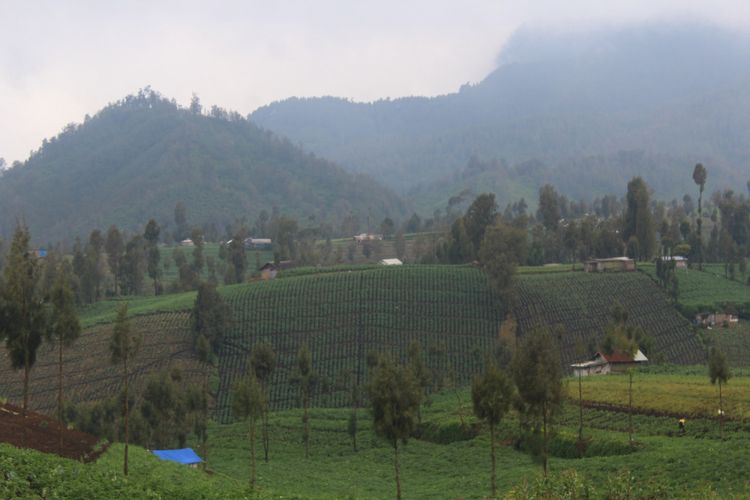 Kondisi ladang warga Suku Tengger di Desa Ranupani, Kecamatan Senduro, Kabupaten Lumajang, Sabtu (31/3/2018). Ladang warga disinyalir menjadi penyebab sedimentasi Ranupani, danau di lereng Gunung Semeru.