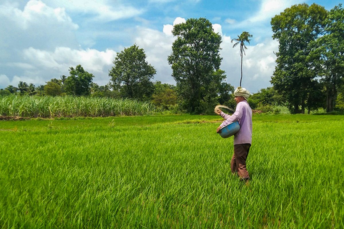Ilustrasi petani sedang memupuk tanaman padi