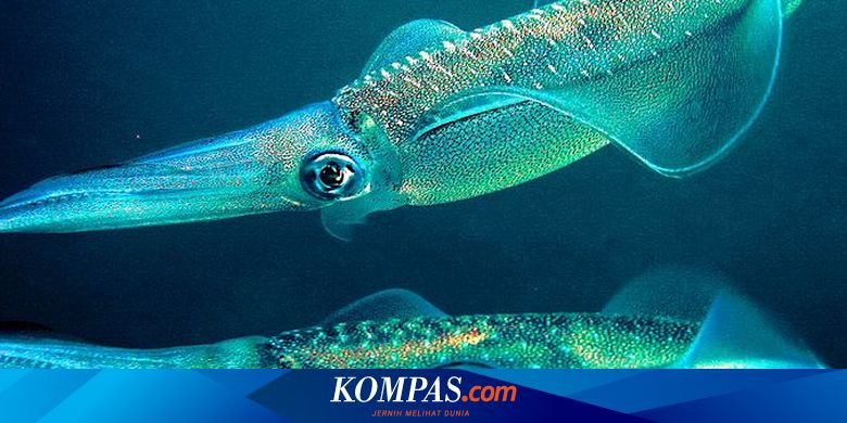 Inilah Hewan Yang Akan Kuasai Bumi Setelah Kepunahan Massal Berikutnya