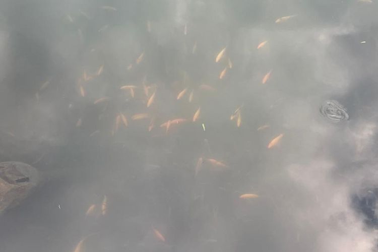 Ikan-ikan merah di Danau Toba yang disebut warga ikan setan.